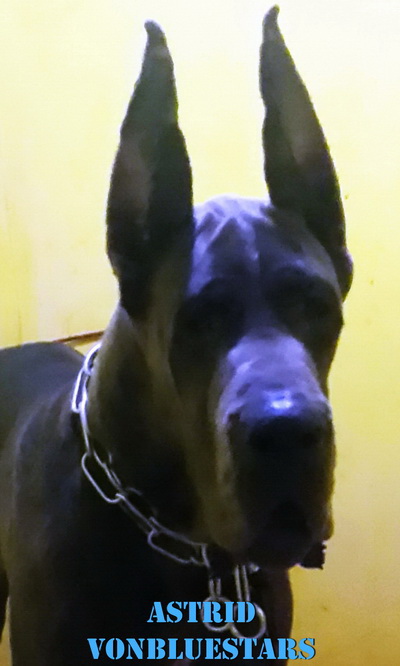 Vonbluestars Vaksin Kupir